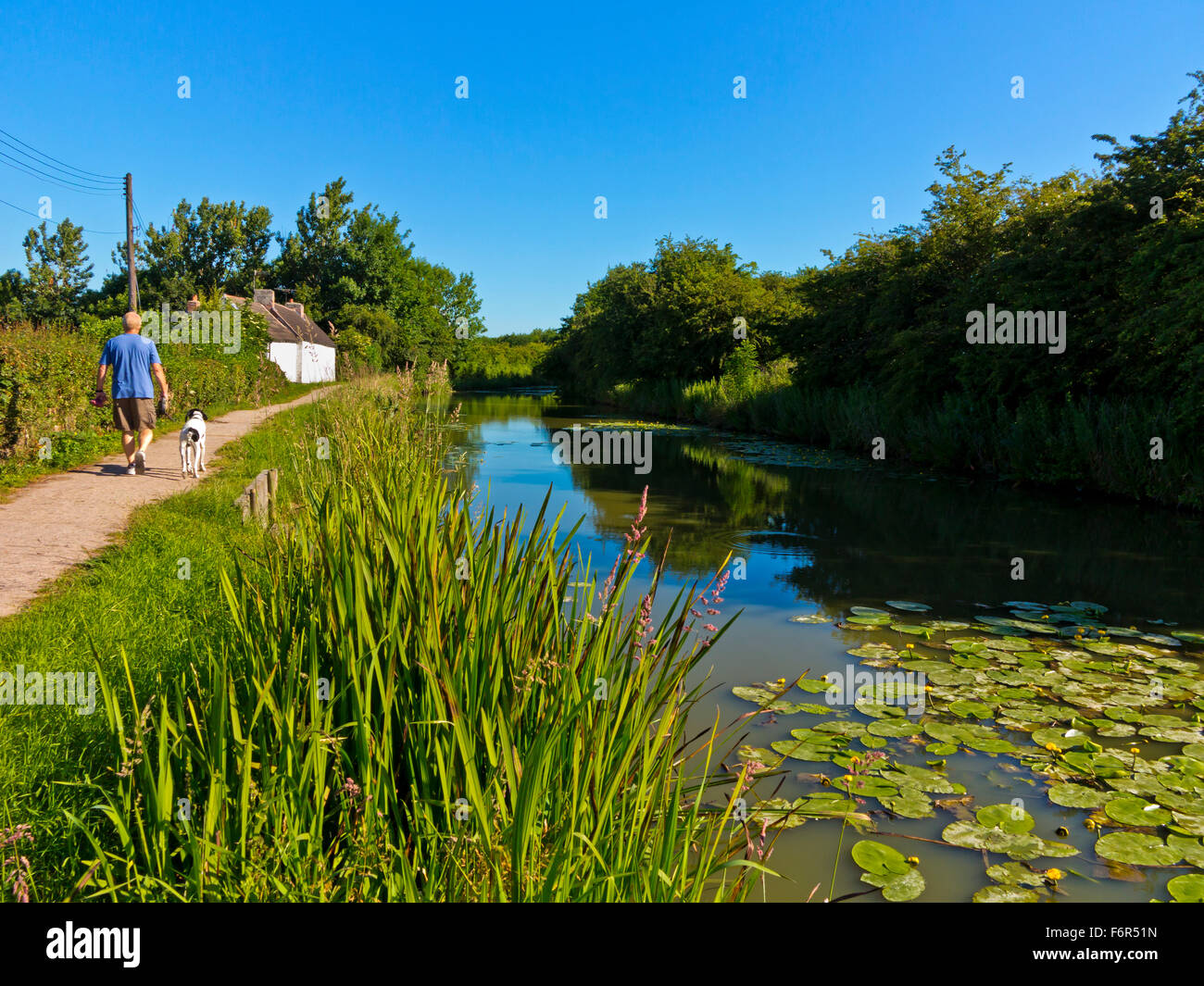 Man walking dog along towpath on Nottingham Canal at Awsworth Nottinghamshire England UK built 1796 and now used for fishing Stock Photo
