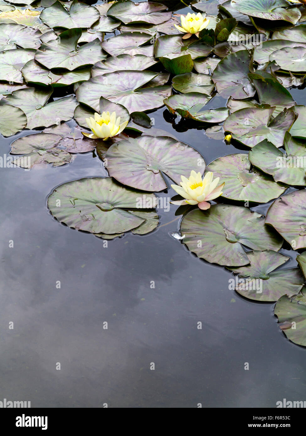Yellow water lily flowers Nymphaeaceae and circular leaves on a lake in summer Stock Photo