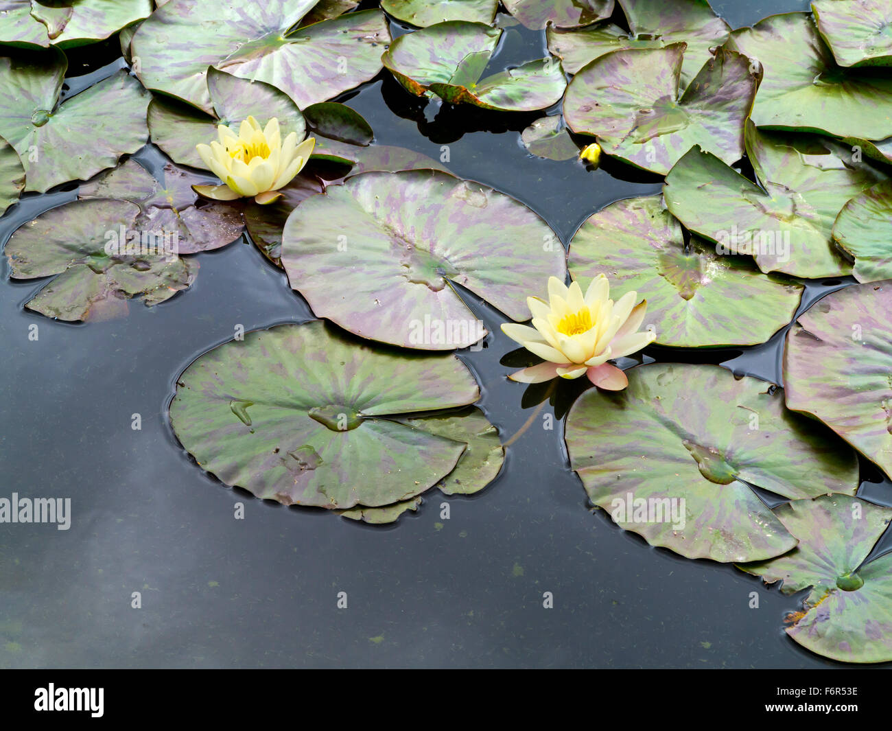 Yellow water lily flowers Nymphaeaceae and circular leaves on a lake in summer Stock Photo