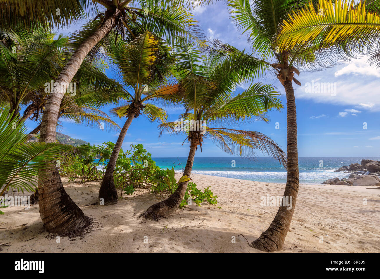 Clear blue sky with palm trees on beach hi-res stock photography and ...