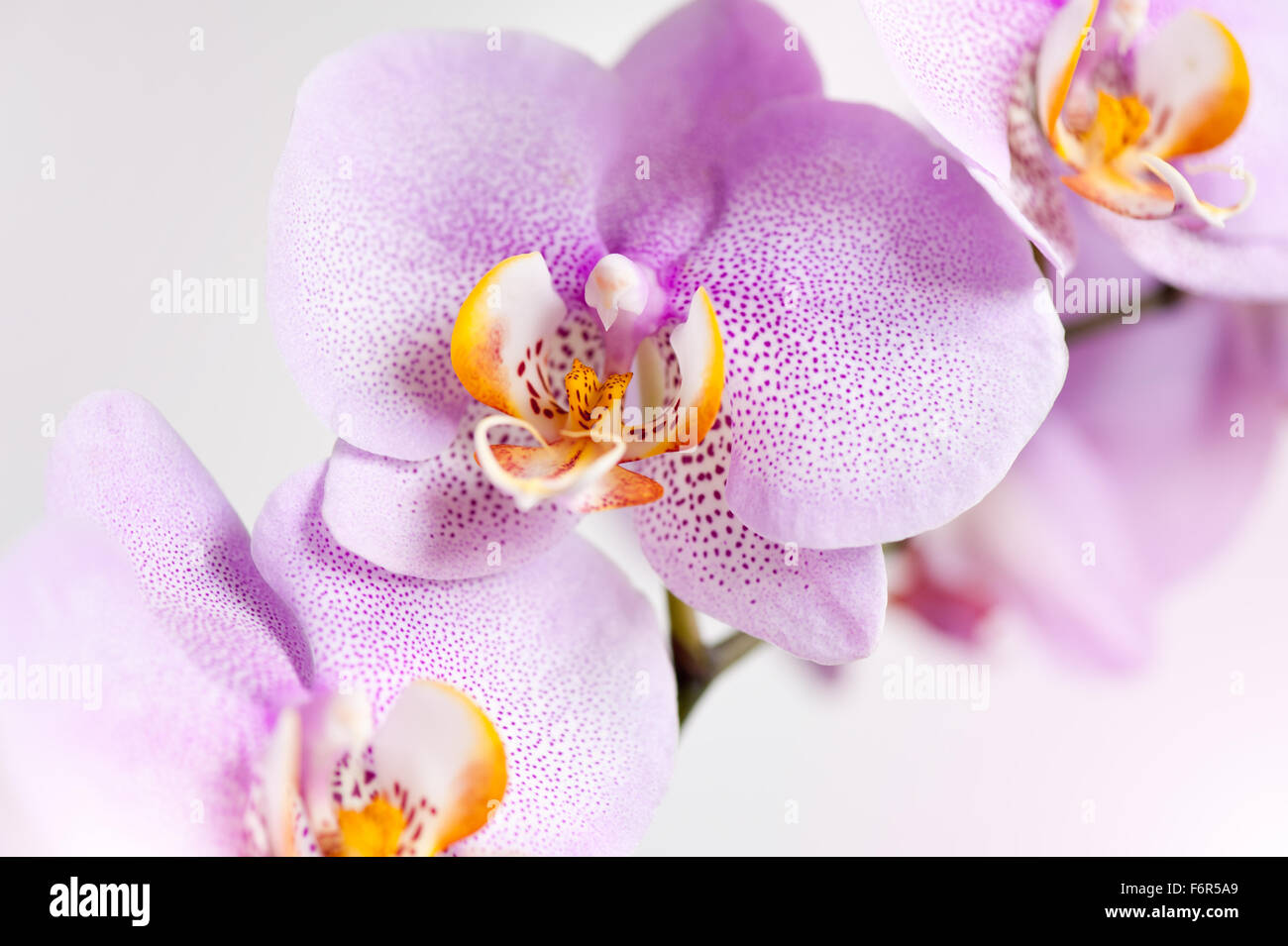 Pink spotted Orchid blossoms, flowering plant detail in the Orchidaceae family, white yellow flower pink speckled closeup ... Stock Photo
