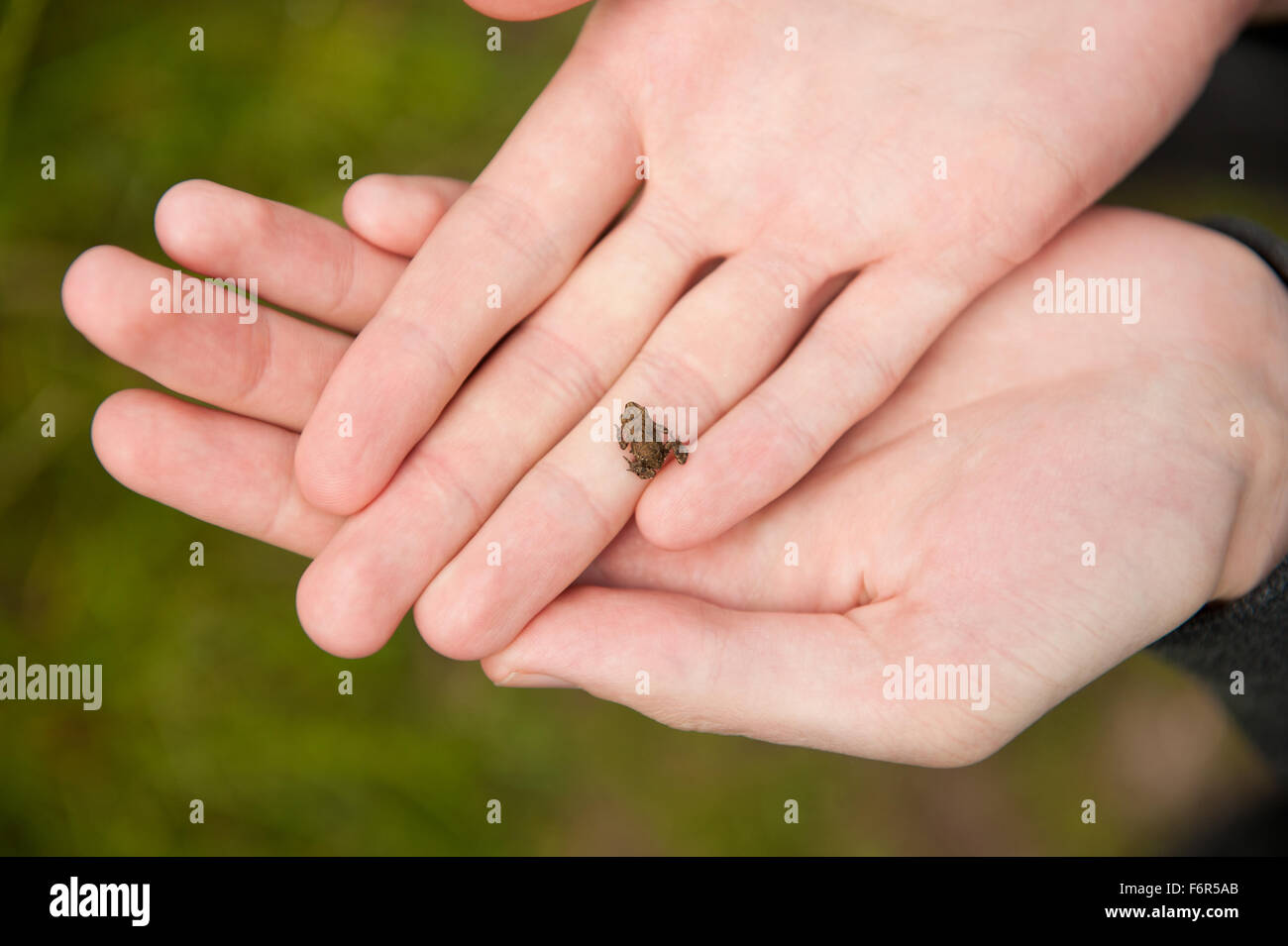Man holding tiny frog on hand, caught one very little brown animal lying alive on human fingers closeup, horizontal orientation Stock Photo