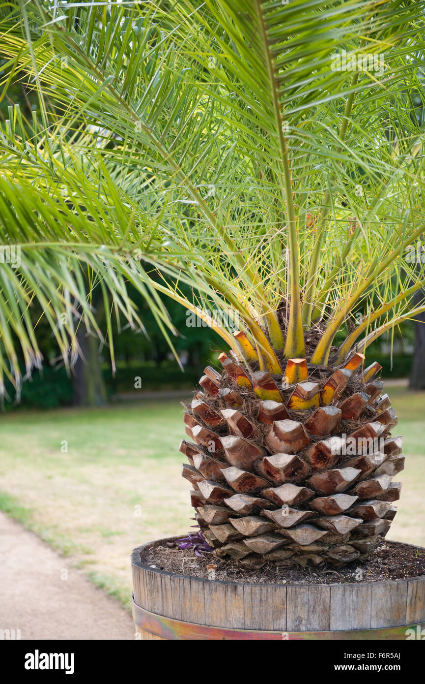 Arecaceae Palm tree crown of leaves, plant growing in huge wooden flowerpot in ornamental garden in Poland, Europe, vertical ... Stock Photo