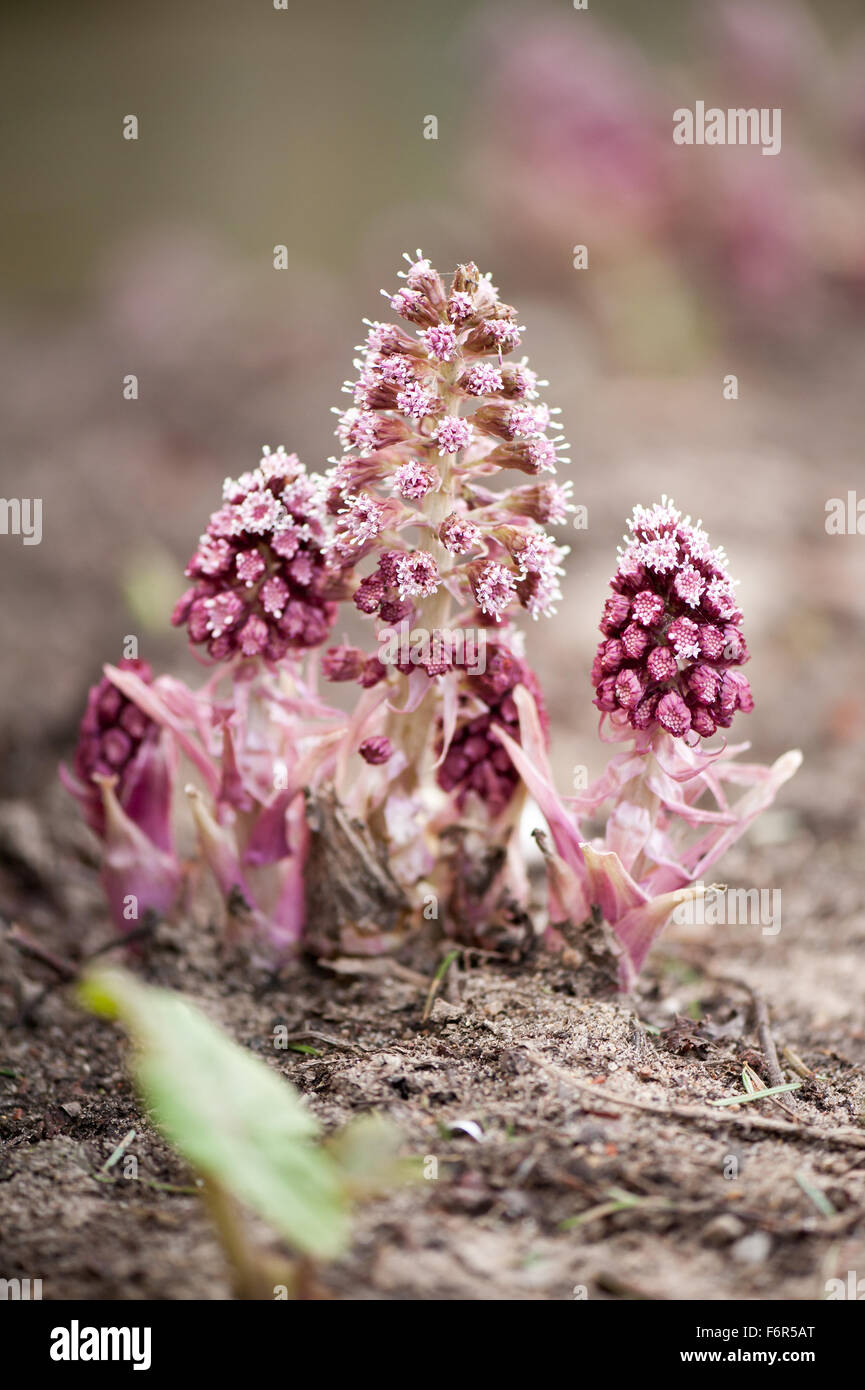 Petasites hybridus blooming, butterbur herbaceous perennial in the Asteraceae family flowering plant clump, other names bog ... Stock Photo