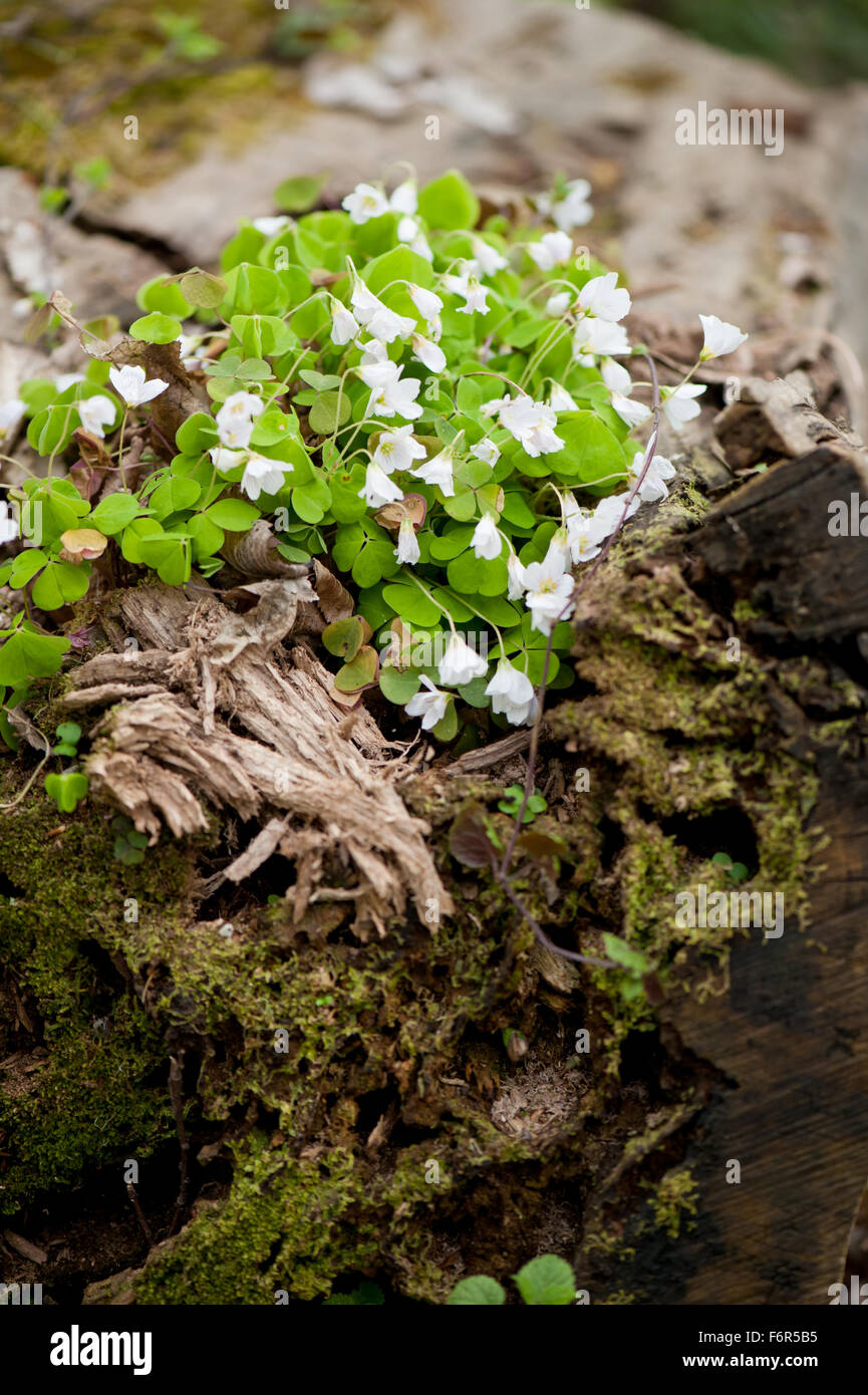 Wood sorrel efflorescence plants grow in dead tree trunk, Oxalidaceae