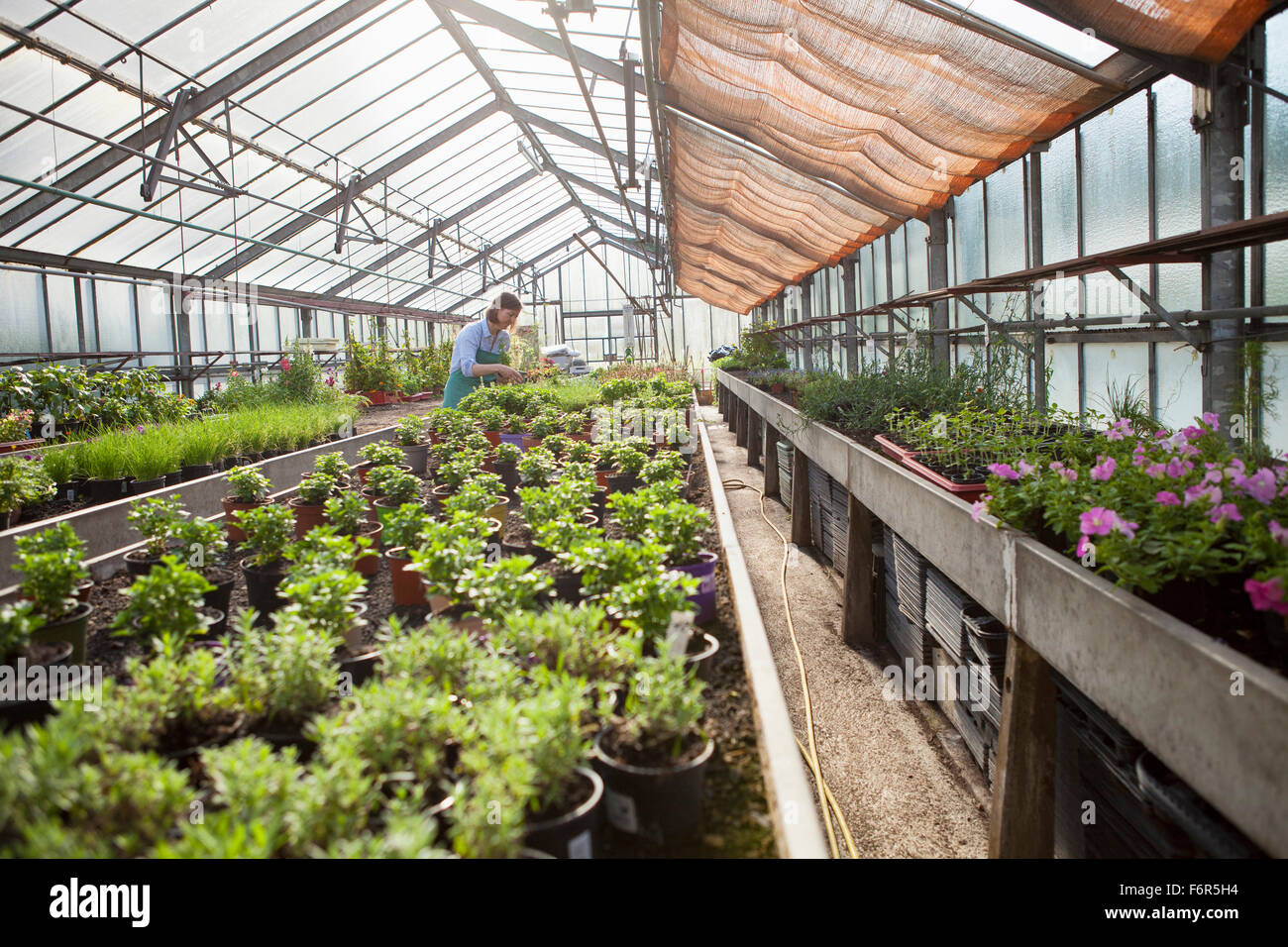 Female gardener in greenhouse Stock Photo - Alamy