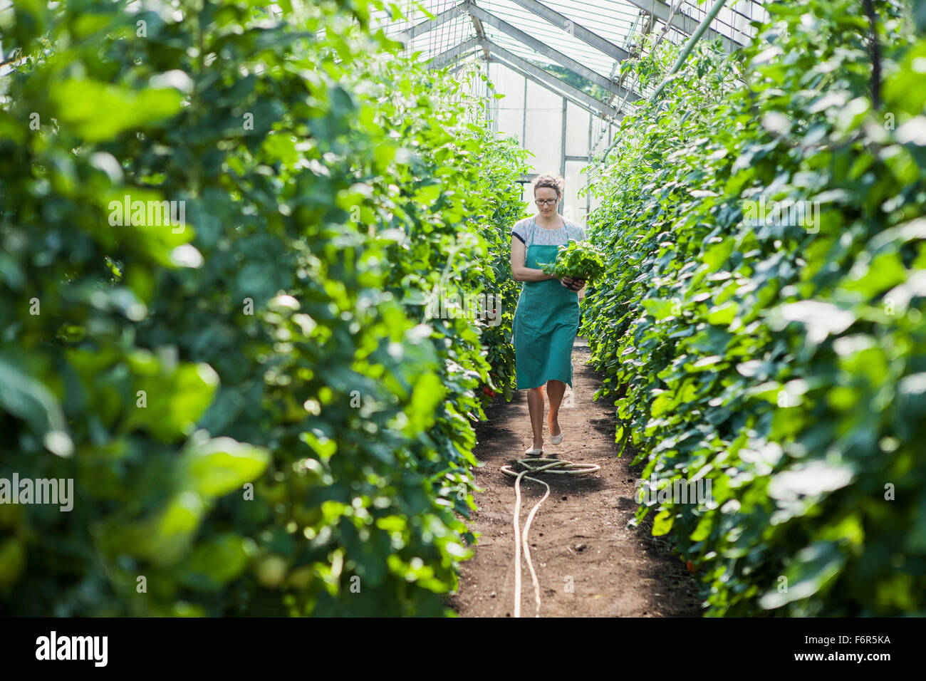 Female gardener among tomato plants in greenhouse Stock Photo - Alamy