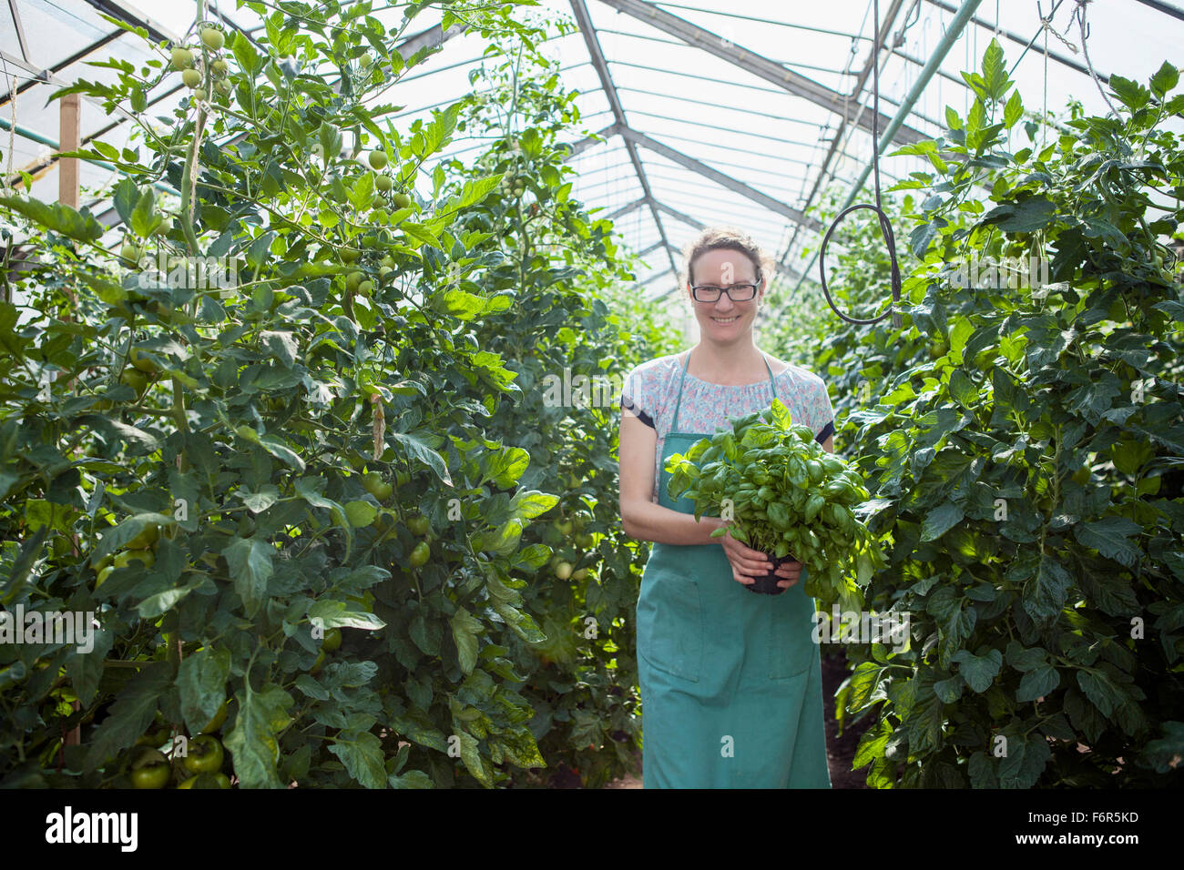 Female gardener among tomato plants in greenhouse Stock Photo - Alamy