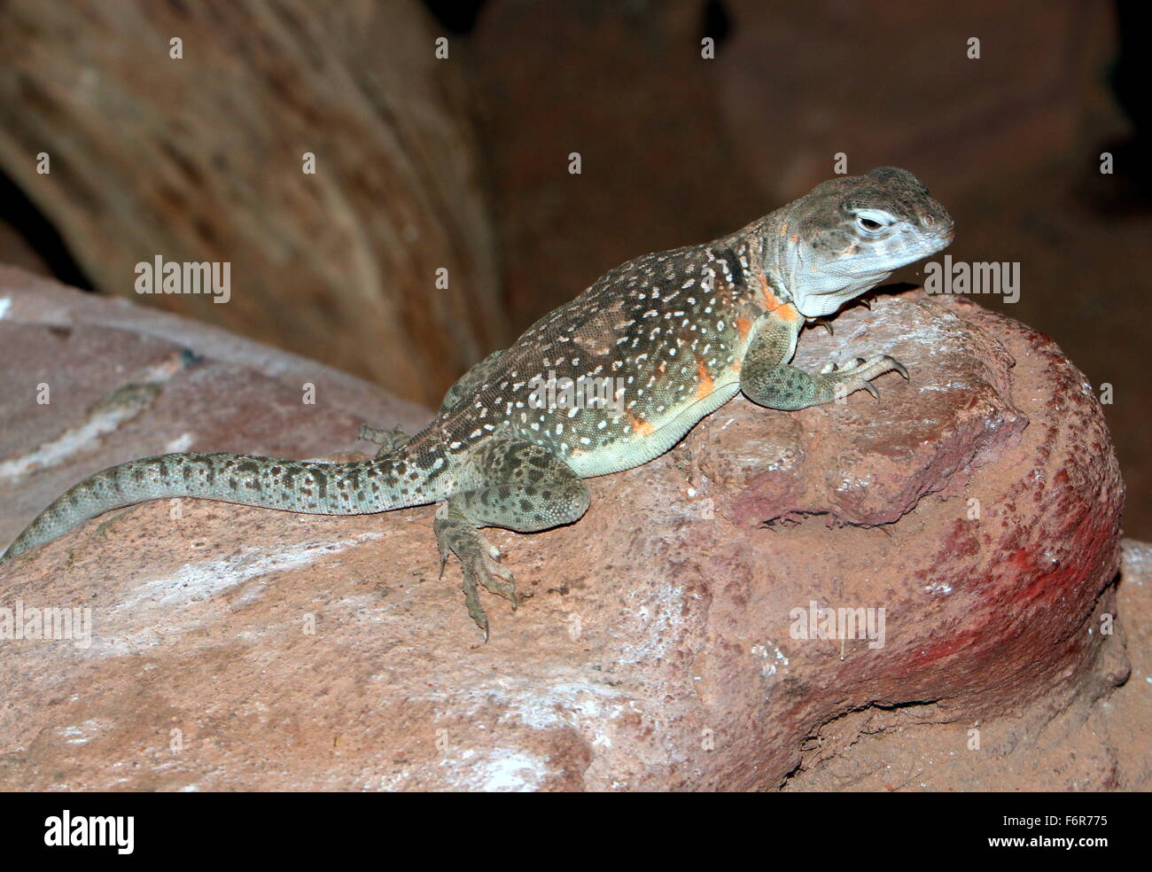 Male North American Eastern or Oklahoma collared Lizard (Crotaphytus