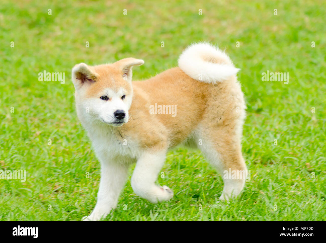 Red fawn akita 2025