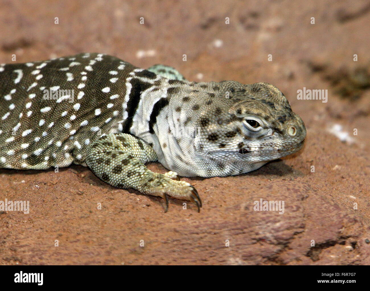 Oklahoma collared lizard hires stock photography and images Alamy