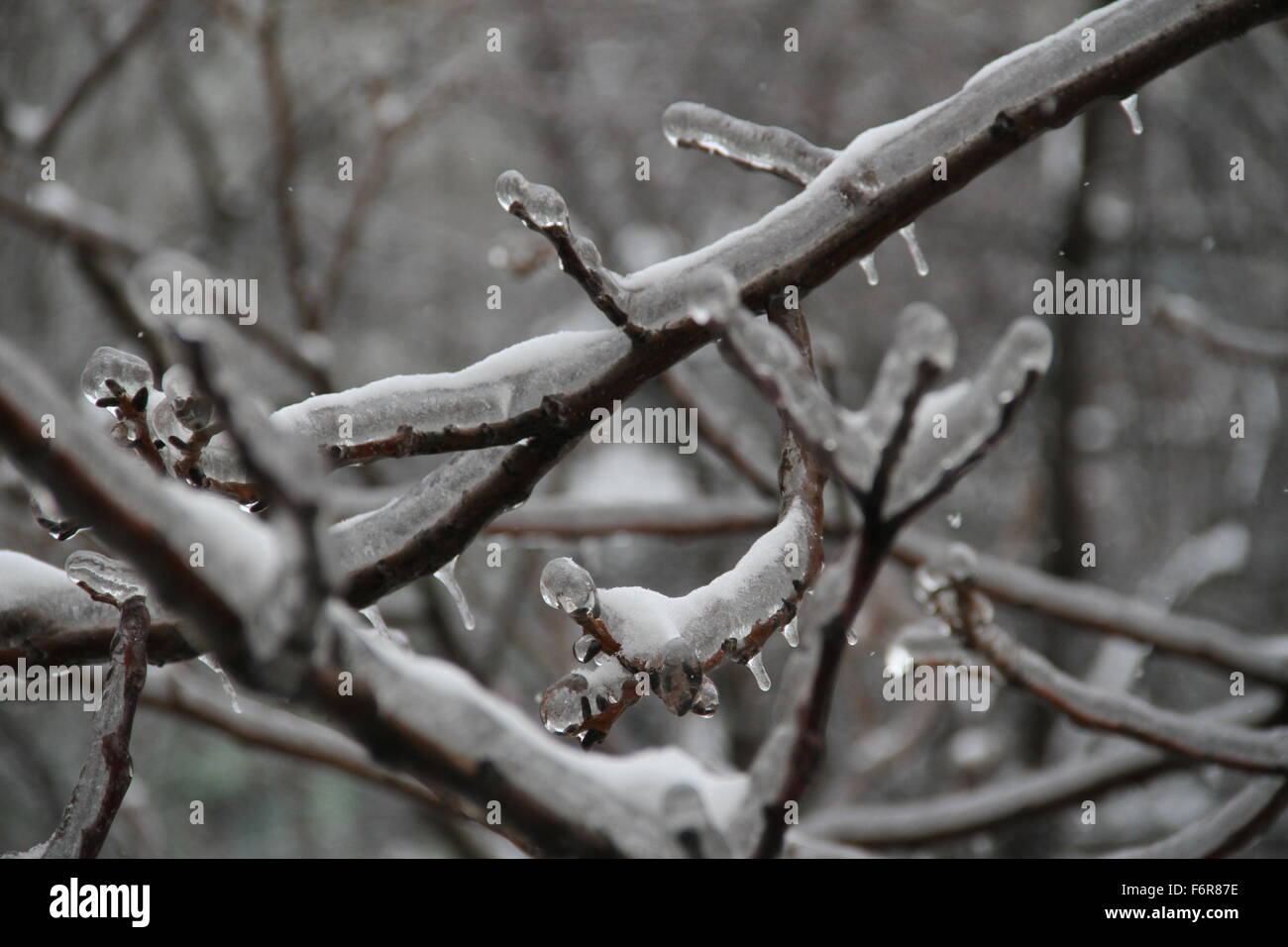 Tree branches covered in ice in winter-time Stock Photo