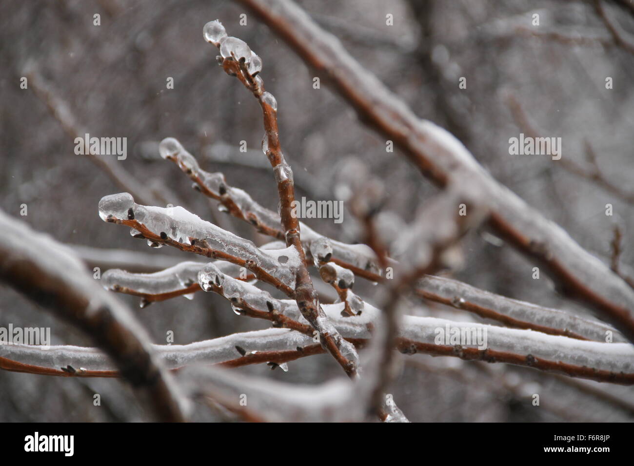 Ice branches Stock Photo