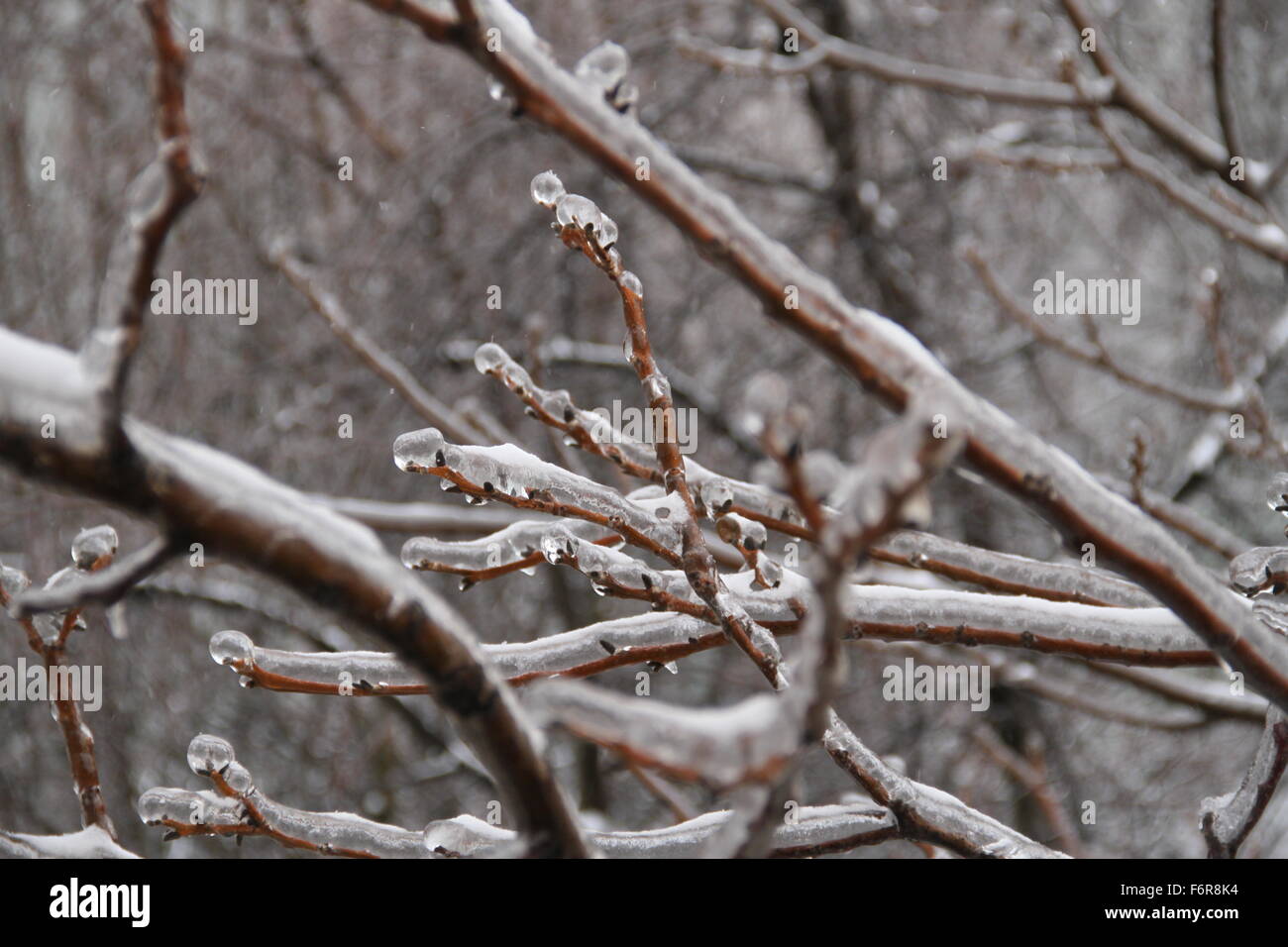 Tree branches covered with ice, after an ice and snow storm Stock Photo