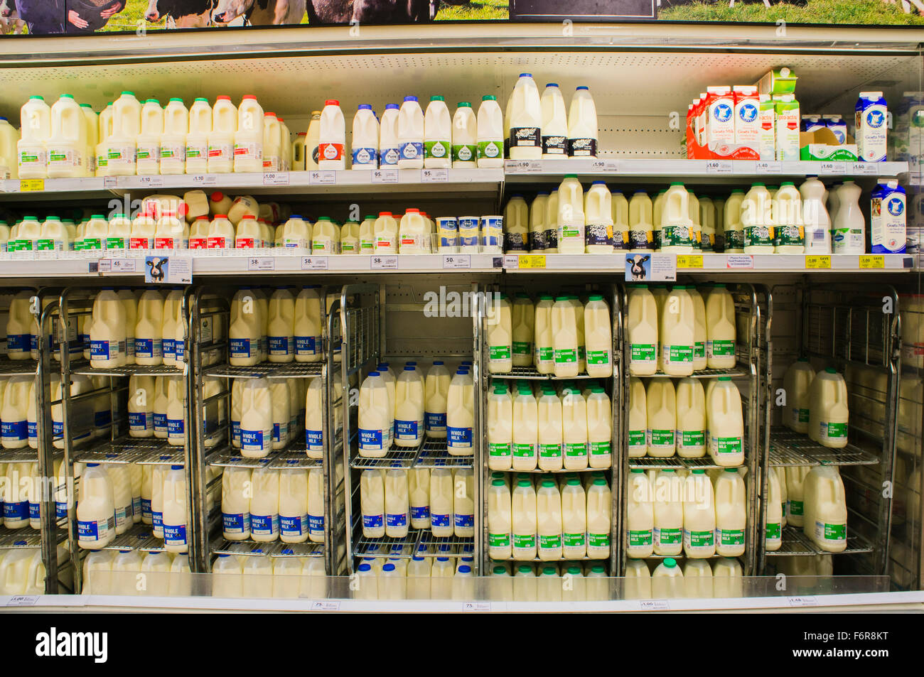 TESCO, shop, shopping, milk shelf Stock Photo Alamy