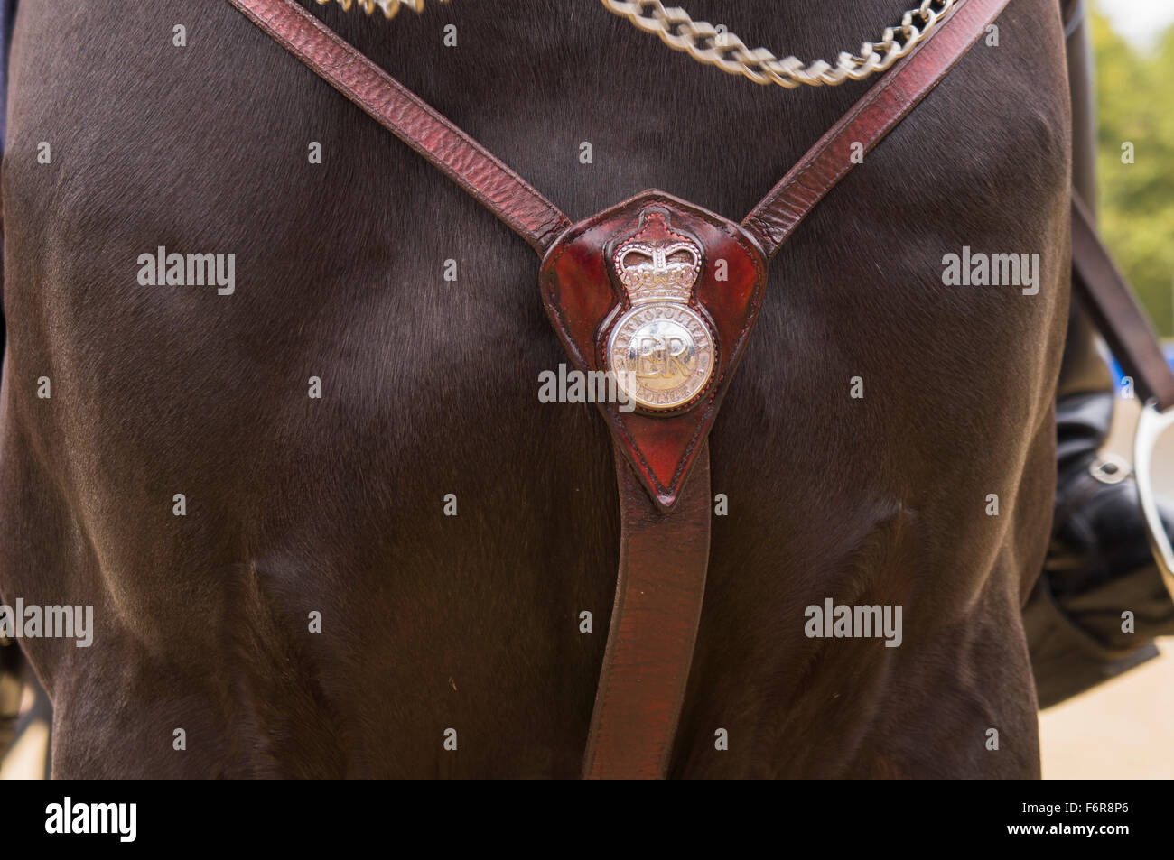 Mounted Metropolitan Police coat of arms, horse tack detail Stock Photo