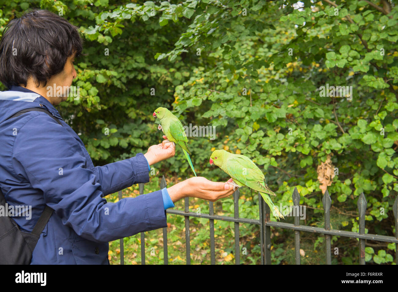 hand feed Rose-ringed Parakeet, Psittacula krameri, bird, parrot Stock