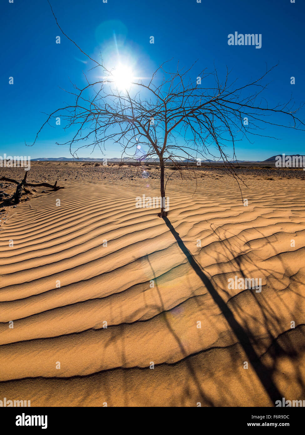 Dried out tree in the sand, Kulala Wilderness Reserve on the edge of the Namib Desert, Hardap Region, Namibia Stock Photo