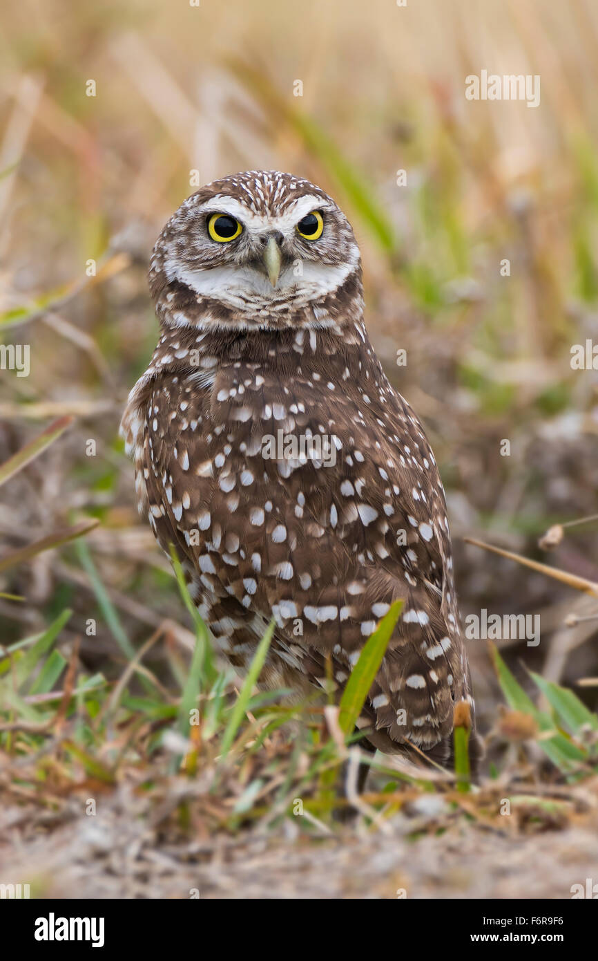 Burrowing owl (Athene cunicularia), Florida, USA Stock Photo