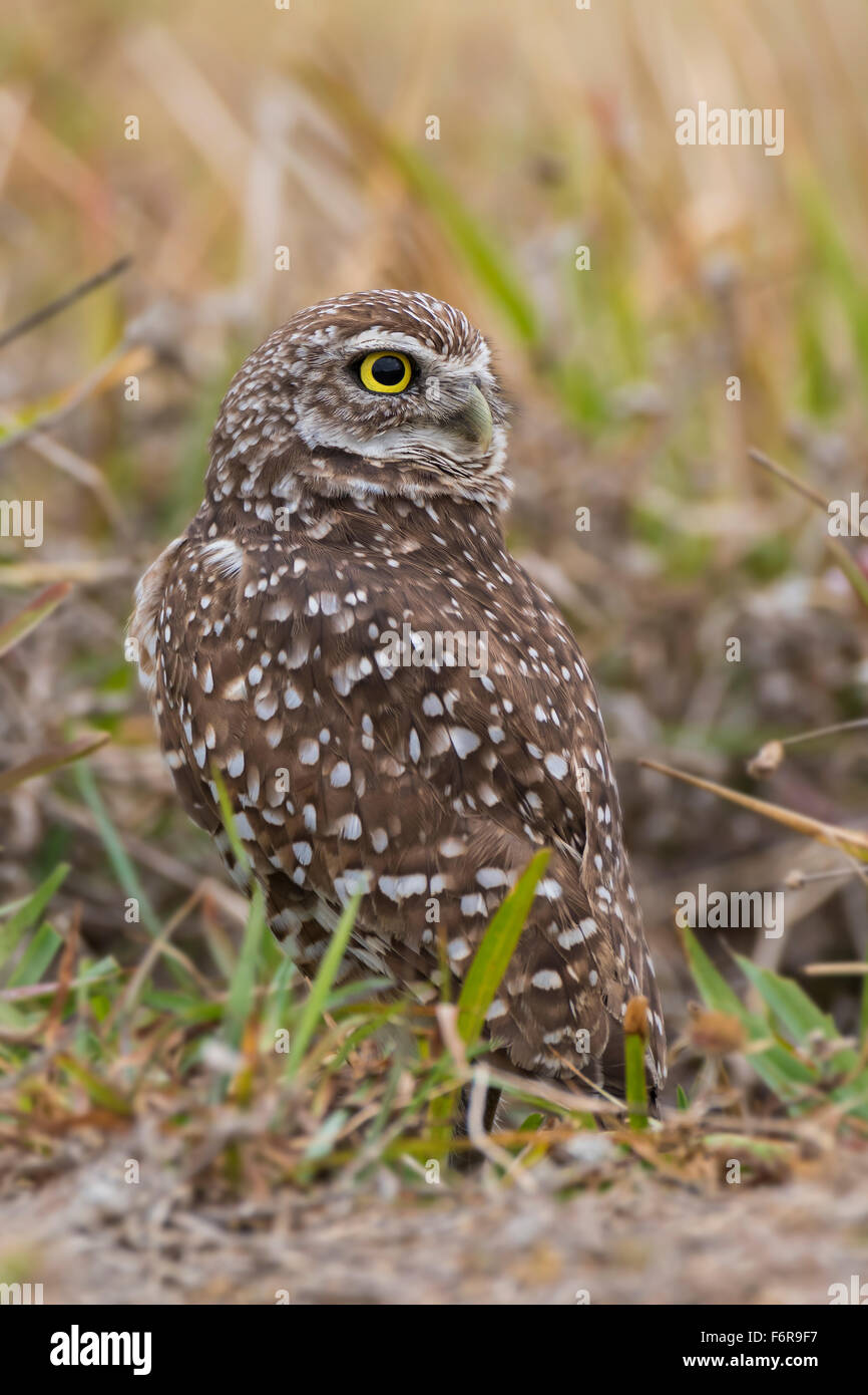 Burrowing owl (Athene cunicularia), Florida, USA Stock Photo