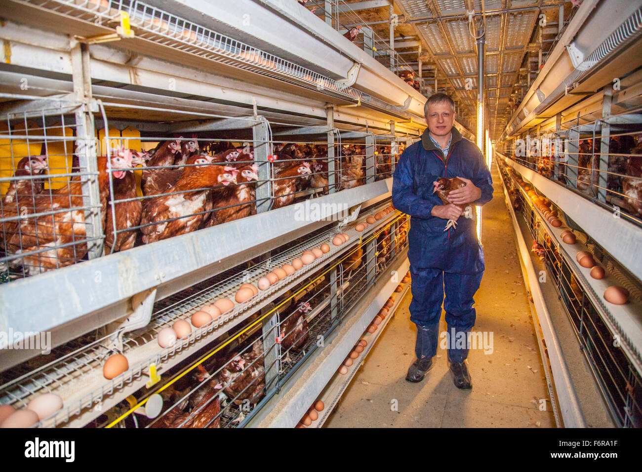 Duncan Priestner, chicken farmer. Stock Photo