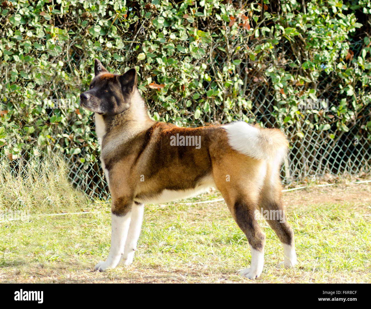 why do akitas have curly tails