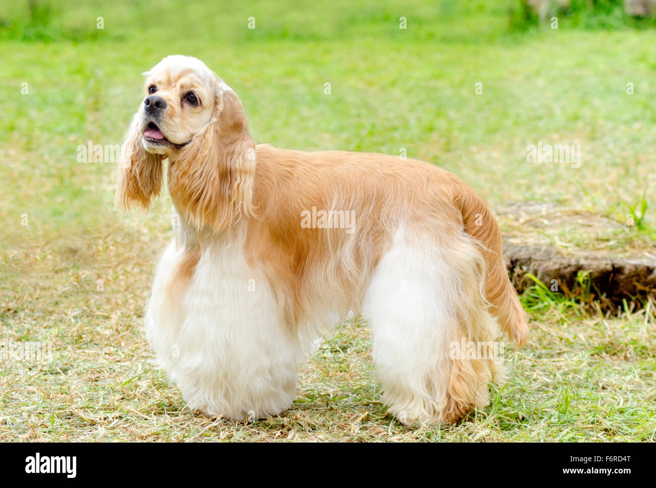 albino cocker spaniel