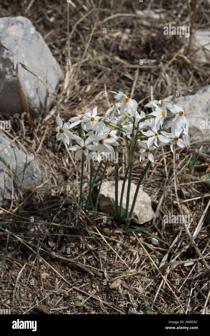 Narcissus elegans growing on limestone rocks, Colmenar, Andalucia, Spain. October. Stock Photo