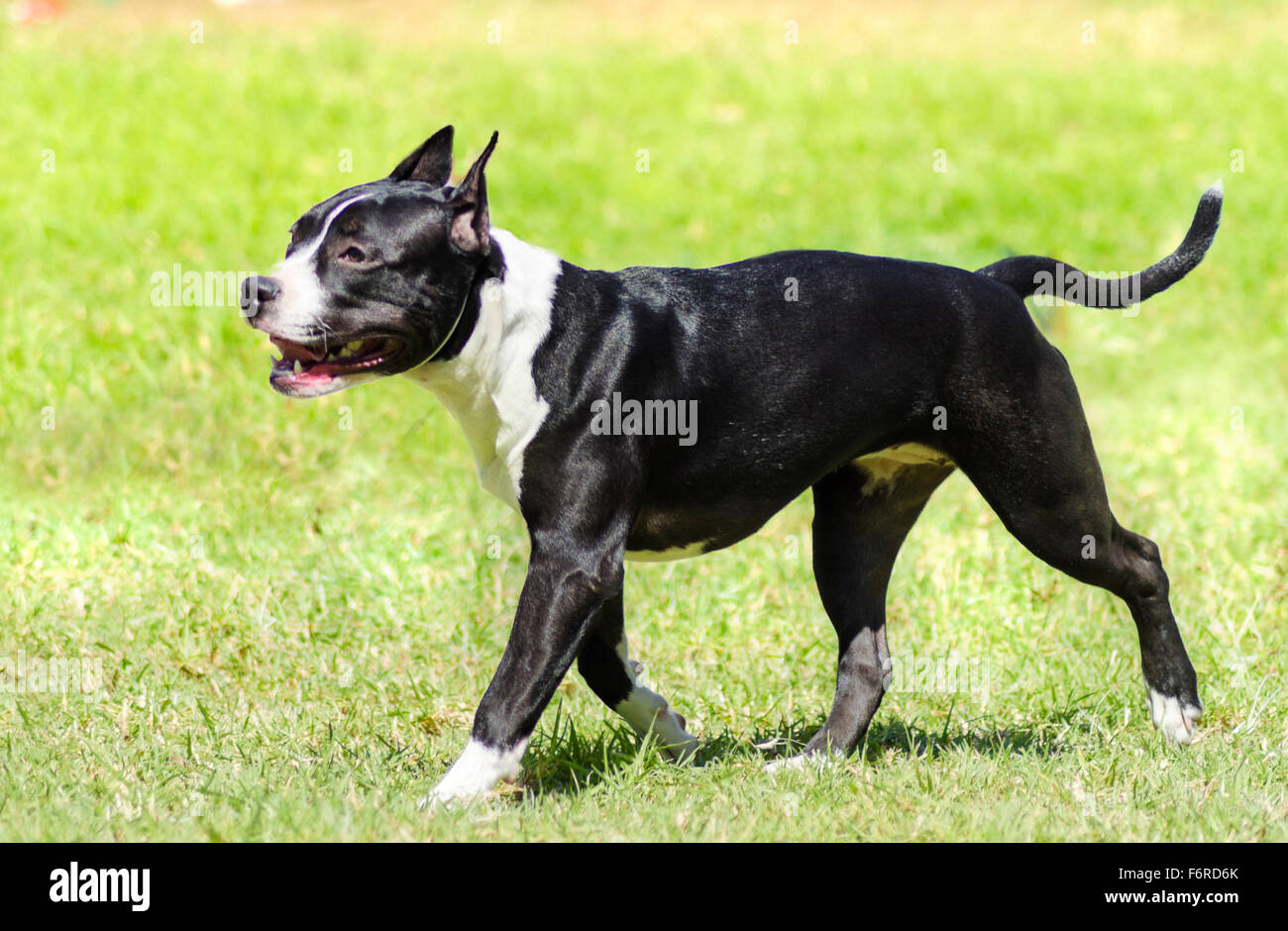 pozie American Staffordshire Terrier Black And White Female
