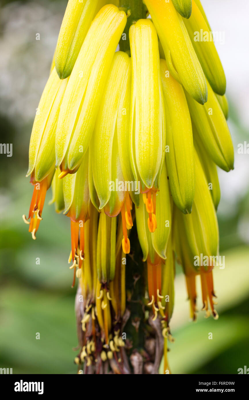 Tubular flowers hires stock photography and images Alamy