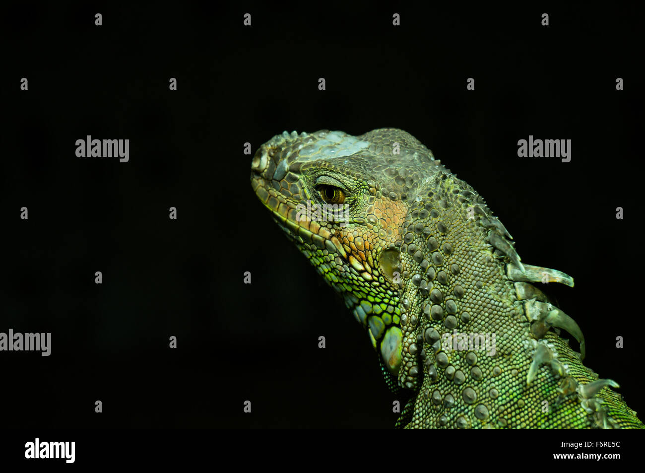 The family Agamidae is one of three families belonging to the infraorder Iguania. Stock Photo