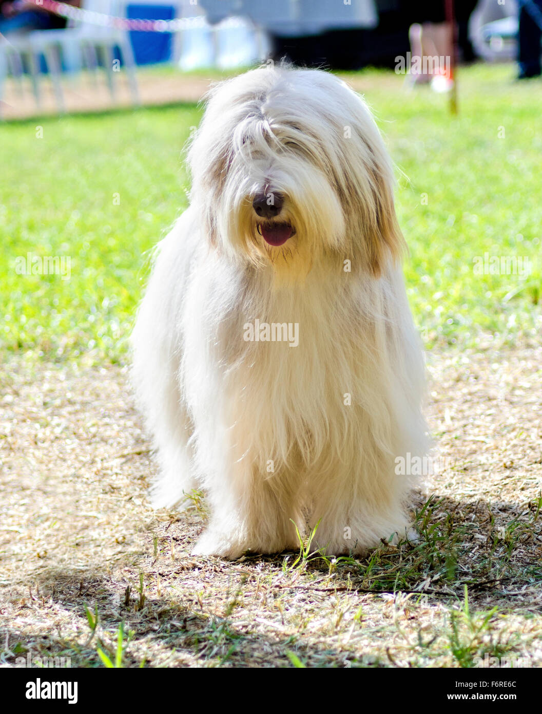 A young, happy, beautiful white fawn Bearded Collie standing on the grass. Beardie dogs have a long coat and were used for herdi Stock Photo