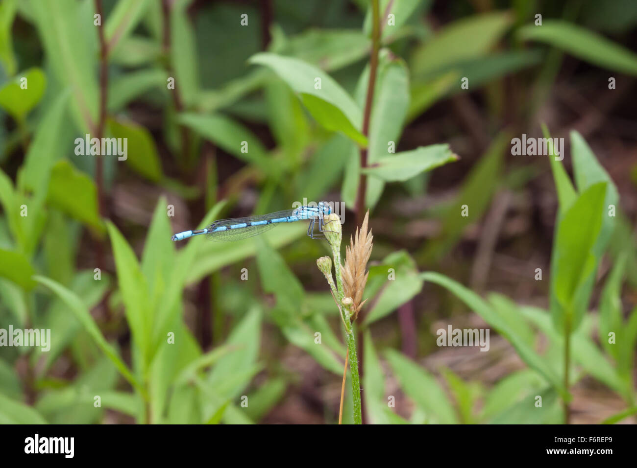 Common blue damselfly sitting on a bud Stock Photo - Alamy
