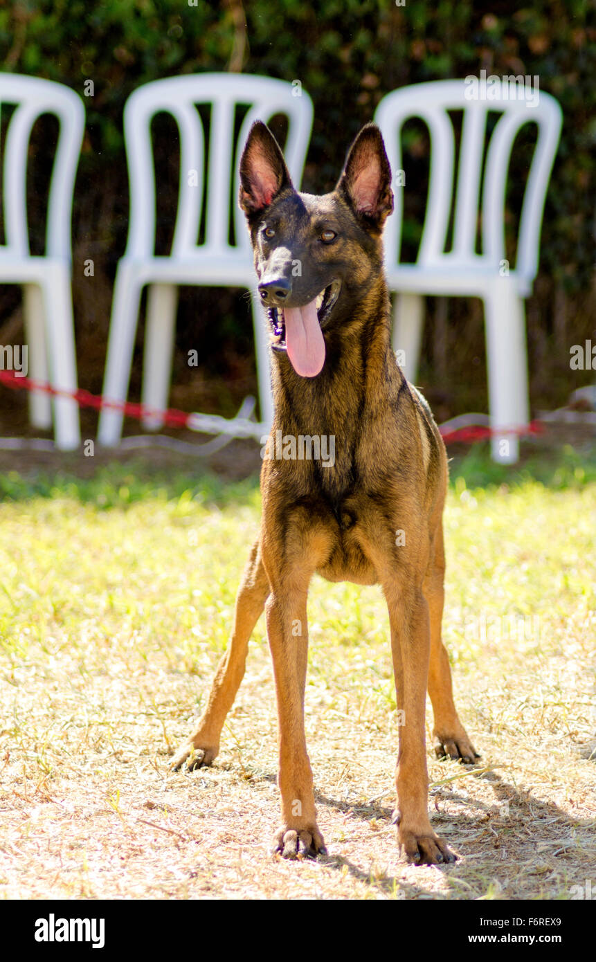 what are belgian malinois used for