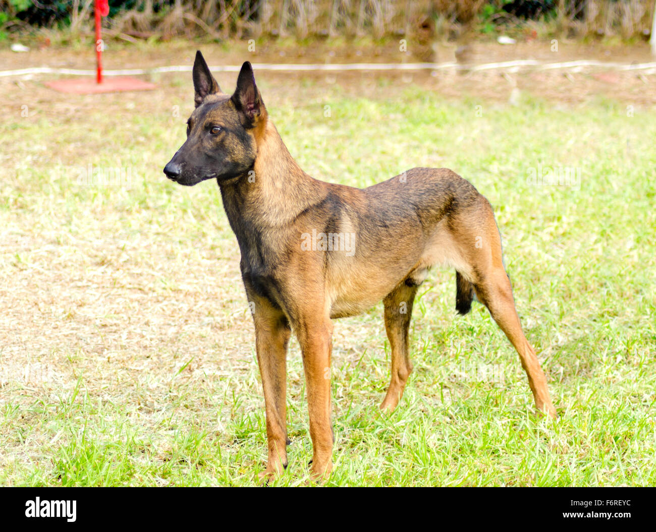 belgian malinois working