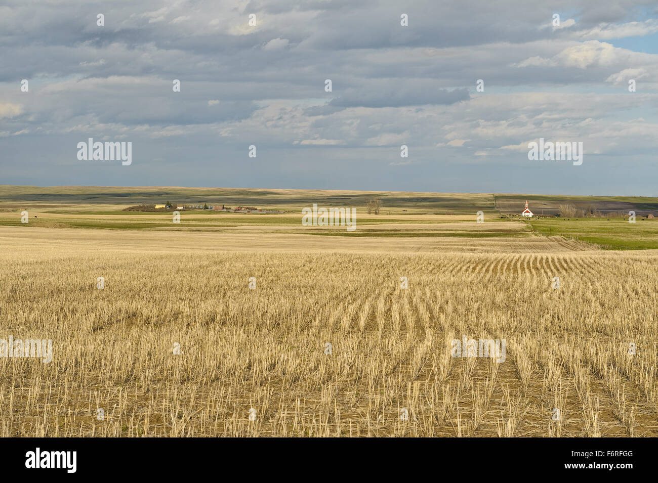 scenic view of wheat field in Canadian Prairies and small village of Mankota  in background  Saskatchewan,Canada Stock Photo