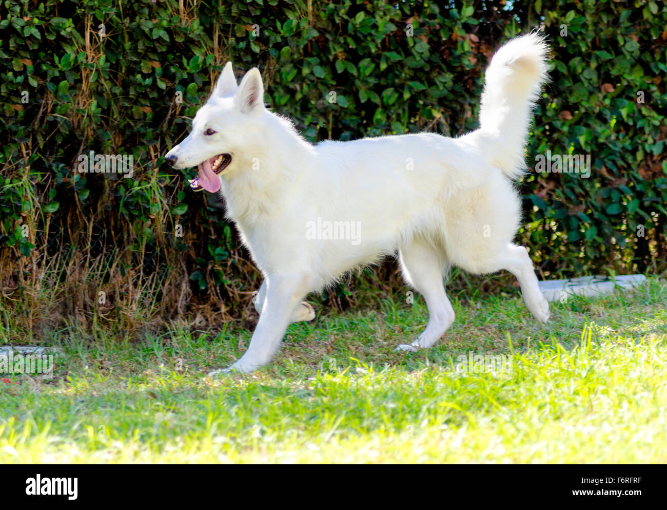 Weisser schweizer schäferhund hi-res stock photography and images - Alamy