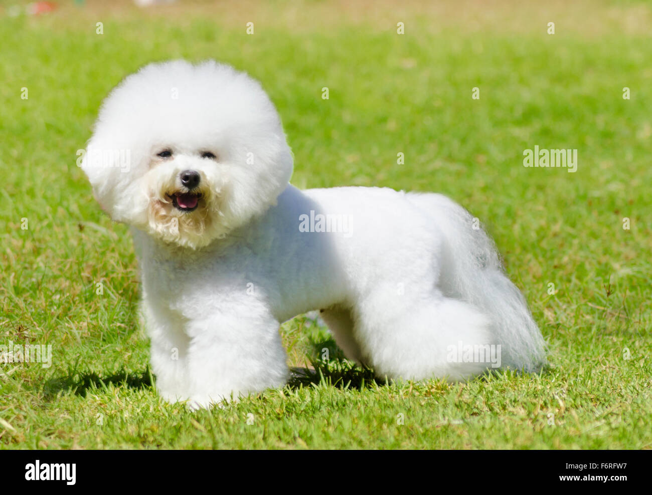 small white dog bichon frise