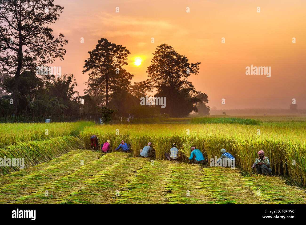 Nepalese people working in a rice field at sunrise. In Nepal, the economy is dominated by agriculture. Stock Photo