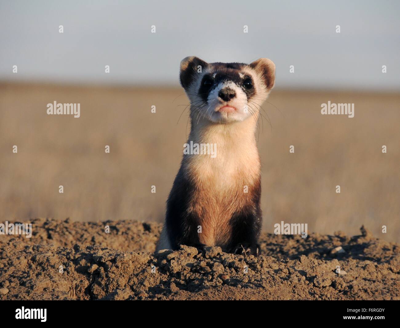 A endangered black-footed ferret survey the shortgrass prairie after being released into traditional lands of the Crow Nation October 23, 2015 in Montana. Stock Photo