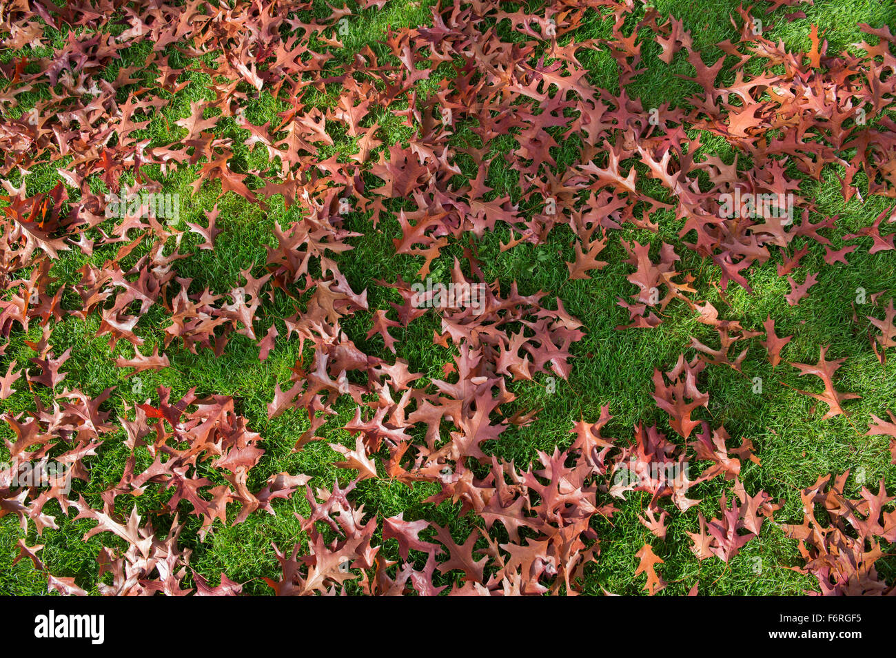 Quercus coccinea splendens. Fallen Scarlet oak tree leaves on grass in autumn. UK Stock Photo