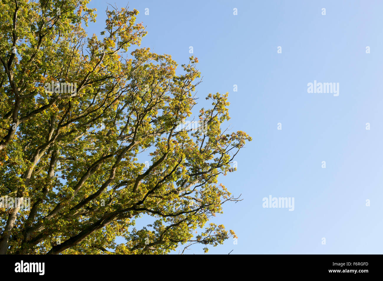Quercus robur. Oak tree leaf canopy in autumn changing colour. UK Stock Photo