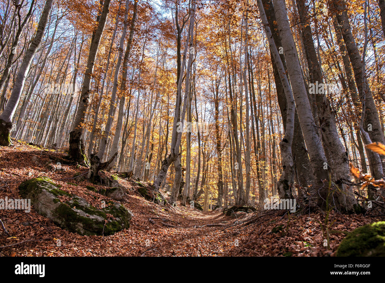 Landscape with an autumn in a beech trees forest. The leaves are falling from time to time. Stock Photo