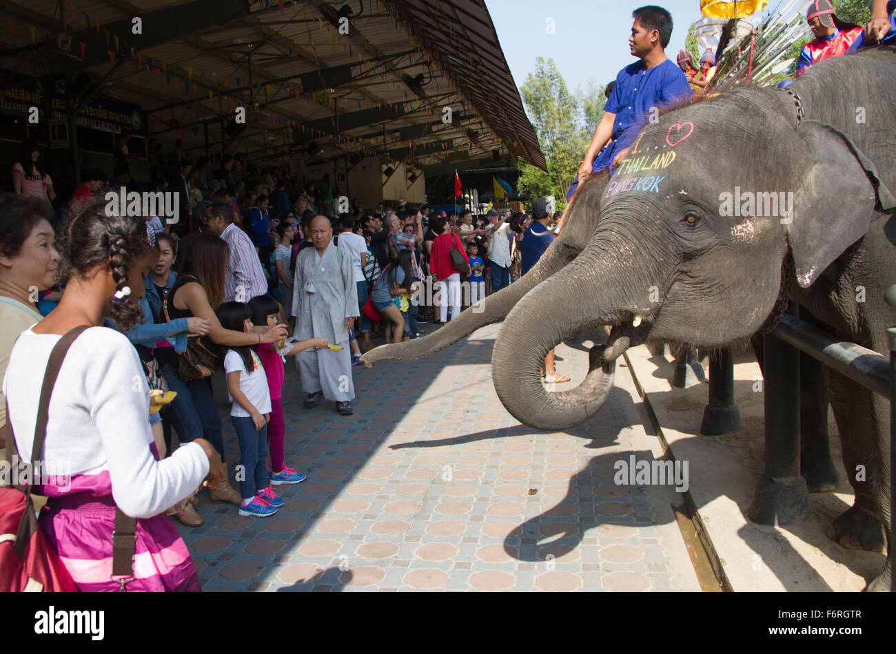 Samphran elephant ground and zoo hires stock photography and images