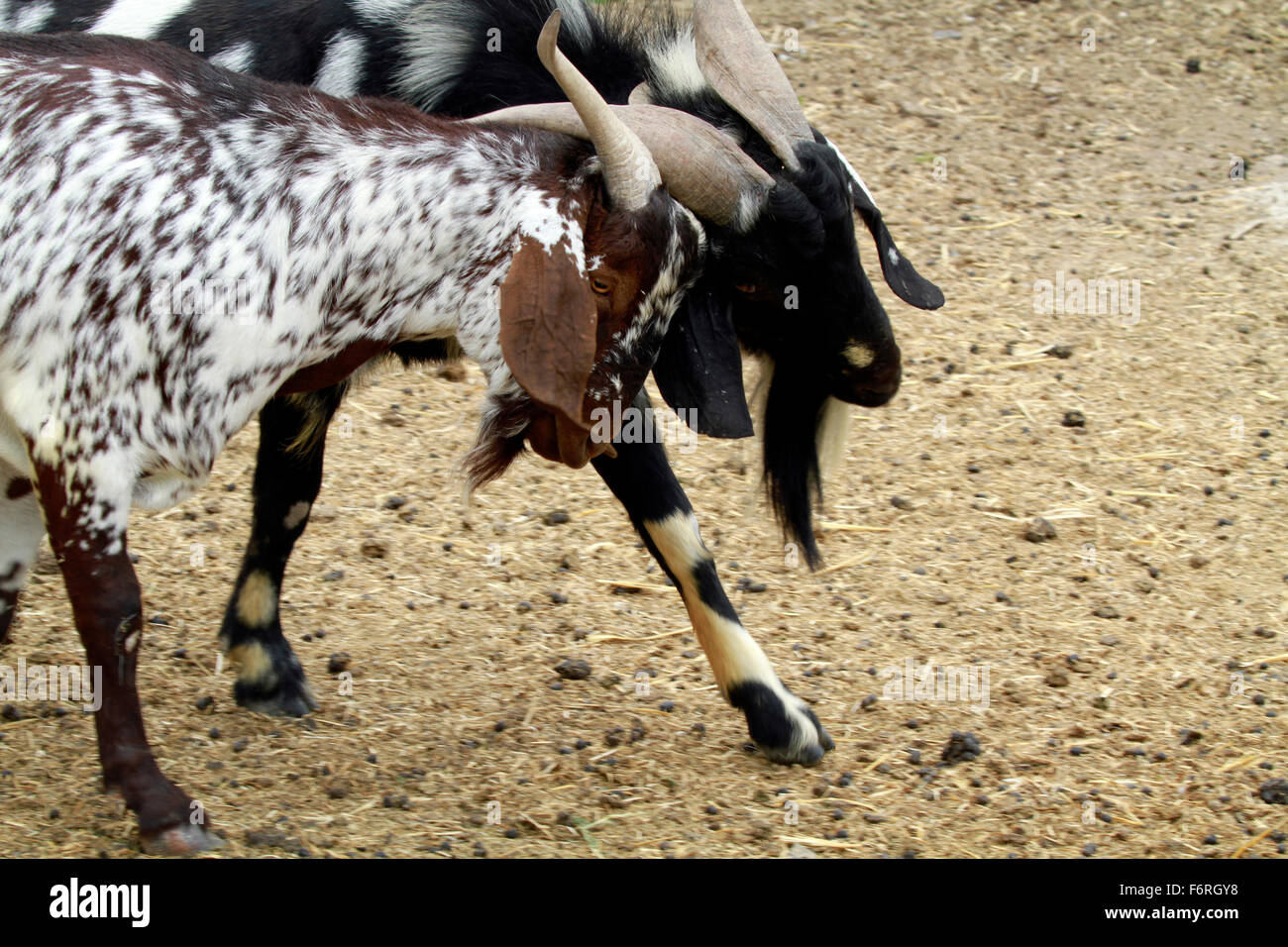 Locking horns hires stock photography and images Alamy