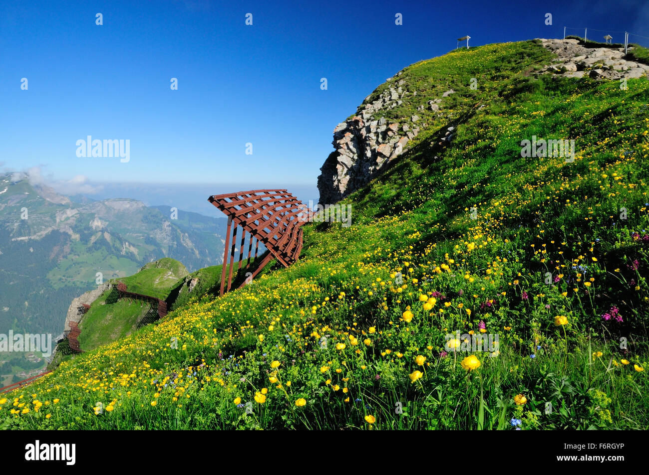 Globeflowers and other wildflowers growing among the avalanche barriers above the Lauterbrunnen valley. Stock Photo