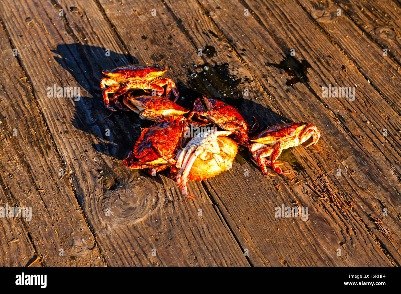 Six crabs thrown out by a fisherman at the Santa Barbara harbor because they are not saleable in California Stock Photo