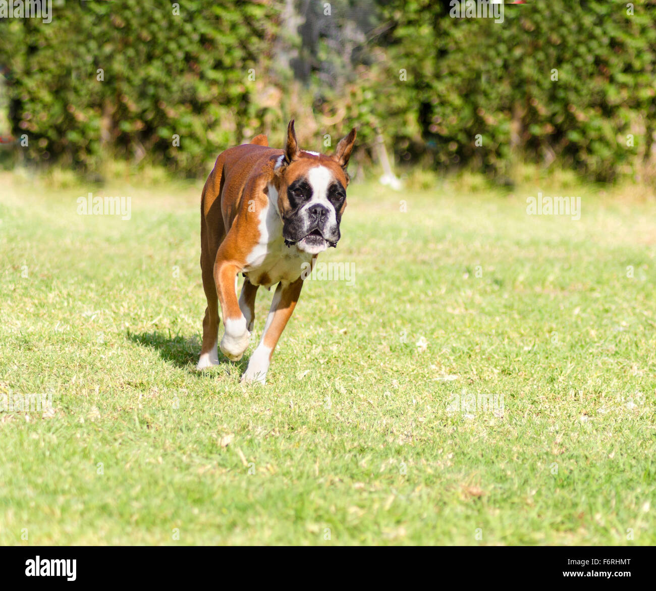 A young, beautiful, fawn red mahogany and white, medium sized Boxer dog with cropped ears running on the grass. Boxers have a sh Stock Photo
