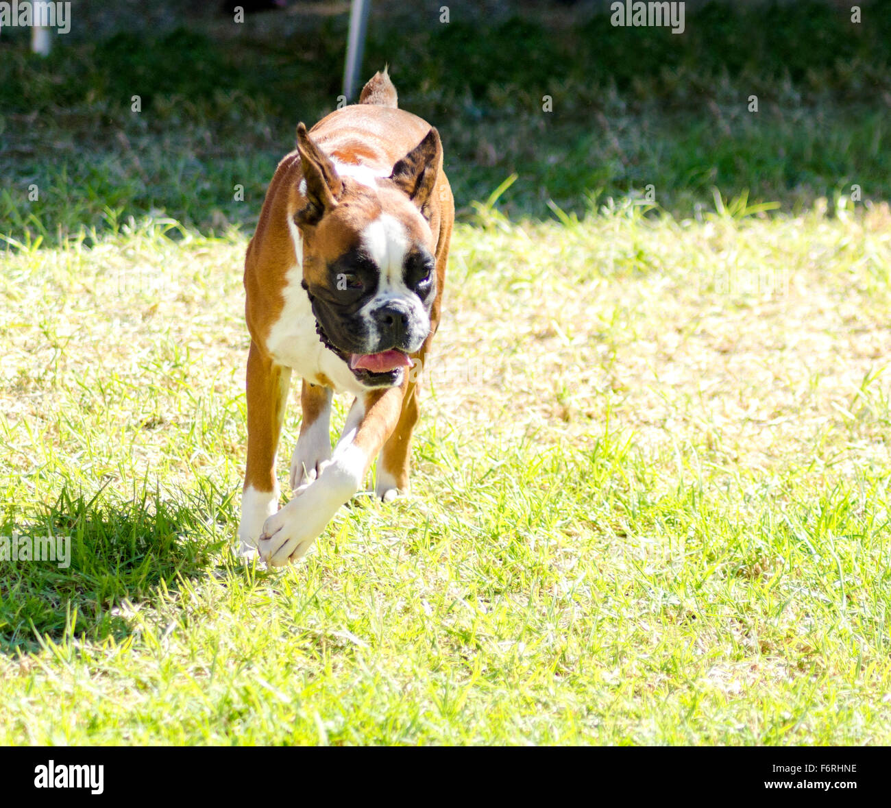 A young, beautiful, fawn red mahogany and white, medium sized Boxer dog with cropped ears running on the grass. Boxers have a sh Stock Photo
