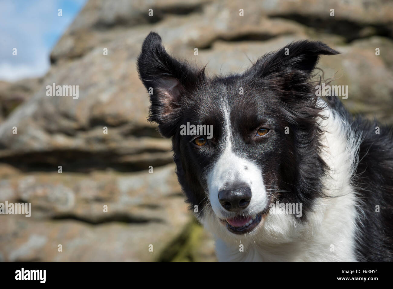 Is Blowing Wind Into My Dogs Ear Bad